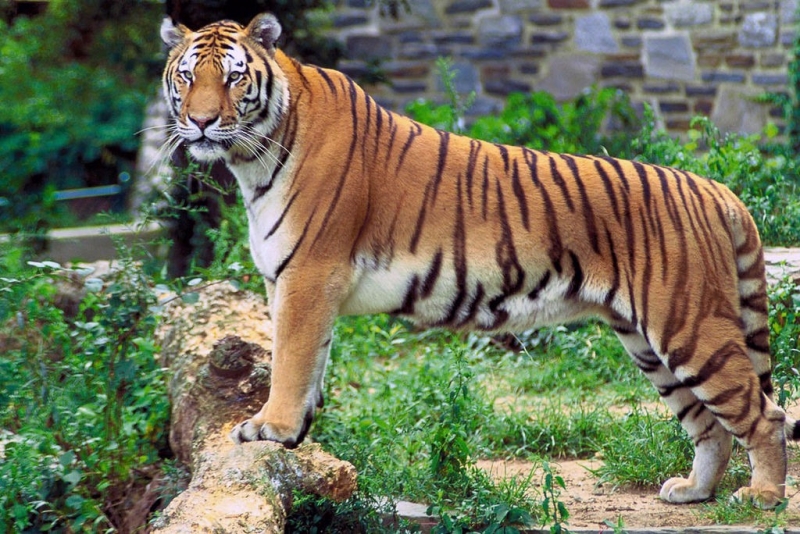 Con hổ trong vườn bách thú